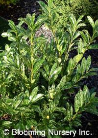 Prunus laurocerasus 'Marbled White'